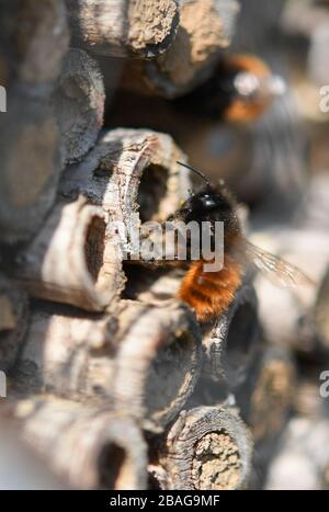 27. März 2020, Hessen, Frankfurt am Main: Wildbienen legen ihren gesammelten Pollen in Elderbeerstöcken des Wild Bee Hotels am Geländer des MainÄppel-Haus in Frankfurt ab. Wildbienen sind vor allem im März und April aktiv. Foto: Arne Dedert / dpa Stockfoto