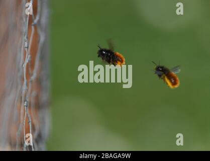 27. März 2020, Hessen, Frankfurt am Main: Hornte Maurerbienen nähern sich einem Wildbienenhotel auf dem Frankfurter Lohrberg. Die Tonlöcher, Ziegelhöhlen oder Elderbeerstöcke dienen als Brutzellen für die Eier. Das Nahrungsangebot reicht für die elfmonatige Entwicklung vom Ei bis zur fertigen Biene aus. Wildbienen sind im März und April aktiv und sterben, bevor ihre Nachkommen schlüpfen. Foto: Arne Dedert / dpa Stockfoto