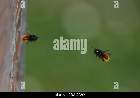 27. März 2020, Hessen, Frankfurt am Main: Hornte Maurerbienen nähern sich einem Wildbienenhotel auf dem Frankfurter Lohrberg. Die Tonlöcher, Ziegelhöhlen oder Elderbeerstöcke dienen als Brutzellen für die Eier. Das Nahrungsangebot reicht für die elfmonatige Entwicklung vom Ei bis zur fertigen Biene aus. Wildbienen sind im März und April aktiv und sterben, bevor ihre Nachkommen schlüpfen. Foto: Arne Dedert / dpa Stockfoto