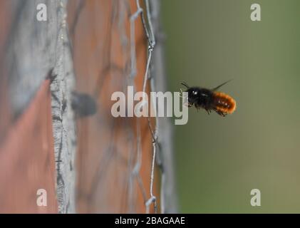 27. März 2020, Hessen, Frankfurt am Main: Eine verhornte Maurerbiene nähert sich einem Wildbienenhotel auf dem Frankfurter Lohrberg. Die Tonlöcher, Ziegelhöhlen oder Elderbeerstöcke dienen als Brutzellen für die Eier. Das Nahrungsangebot reicht für die elfmonatige Entwicklung vom Ei bis zur fertigen Biene aus. Wildbienen sind im März und April aktiv und sterben, bevor ihre Nachkommen schlüpfen. Foto: Arne Dedert / dpa Stockfoto