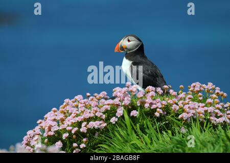 Ein ausgewachsener Atlantischer Papageientaucher (Fratercula arctica) unter Sparfüßen oder seeraeuschen Blüten in einer Brutkolonie in Schottland, Großbritannien Stockfoto