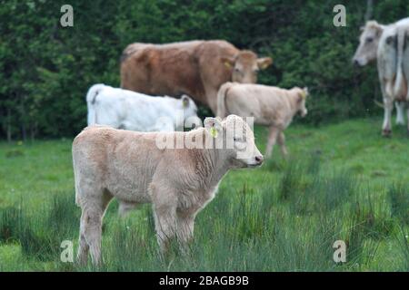 Kleines, fawnfarbenes Kalb, das im Vordergrund vor anderen Rindern auf einem Feld in Irland steht. Stockfoto