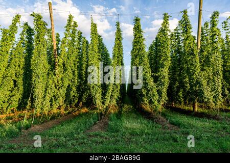 Grünes Hopfen-Feld. Ausgewachsene Hopfenbinen. Hopfenfeld in Bayern Deutschland. Hopfen ist Hauptzutaten bei der Bierherstellung. Stockfoto