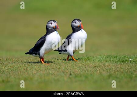 Ein Paar ausgewachsener Atlantischer Puffin (Fratercula arctica), die zusammen in einer Brutkolonie in Schottland, Großbritannien, zusammenlaufen Stockfoto