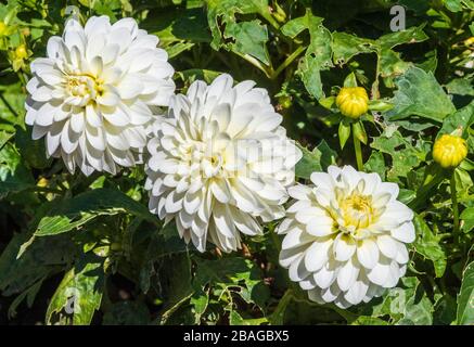 Dahlia in Butchart Gardens, Victoria, British Columbia, Kanada. Stockfoto