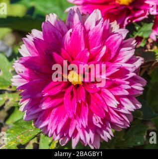 Dahlia in Butchart Gardens, Victoria, British Columbia, Kanada. Stockfoto