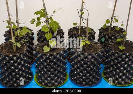 Tomaten und Gurken werden vor der Saison in Innenräumen angebaut. Vorbereitung auf die Sommersaison im Garten. Gemüsekonzept. Stockfoto