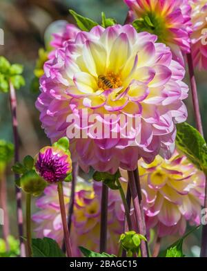 Dahlia in Butchart Gardens, Victoria, British Columbia, Kanada. Stockfoto