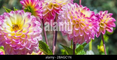 Dahlia in Butchart Gardens, Victoria, British Columbia, Kanada. Stockfoto