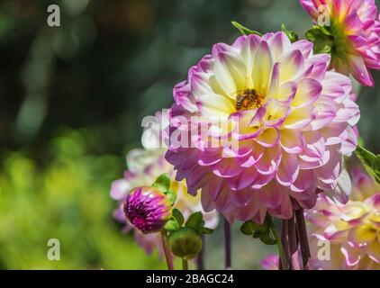 Dahlia in Butchart Gardens, Victoria, British Columbia, Kanada. Stockfoto