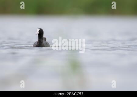 Gewöhnlicher Coot (Fulica atra), Erwachsener auf Wasser. Nemunas Delta. Litauen. Stockfoto