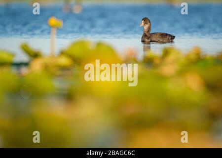 Gewöhnlicher Coot (Fulica atra) auf Wasser. Nemunas Delta. Litauen. Stockfoto