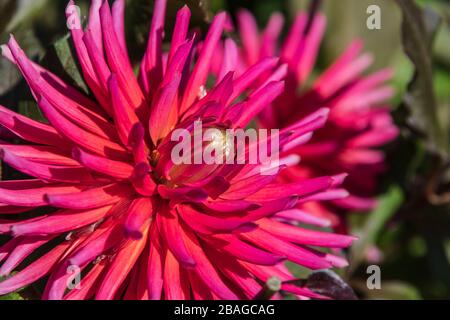 Dahlia in Butchart Gardens, Victoria, British Columbia, Kanada. Stockfoto