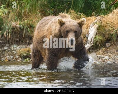 Grizzly Bär, der auf einer Flussjagd spaziert und den Lachskatmai-Nationalpark und -Erhalt isst Stockfoto