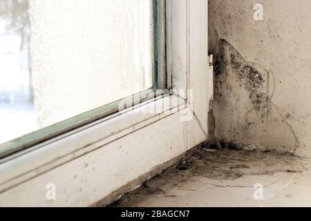 Schimmel am Hang in der Nähe des Fensters Stockfoto