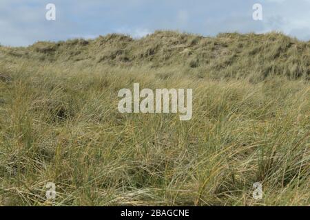 Maram Grass am sonnigen Tag mit blauem Himmel und weißen Wolken, Jersey, Kanalinseln. Stockfoto