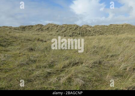 Maram Grass am sonnigen Tag mit blauem Himmel und weißen Wolken, Jersey, Kanalinseln. Stockfoto