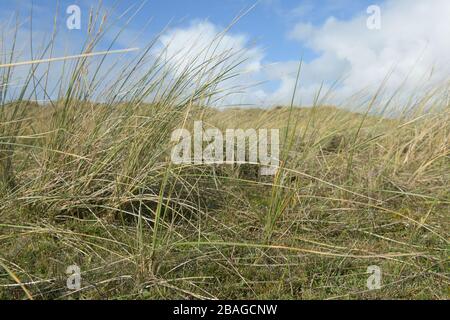 Maram Grass am sonnigen Tag mit blauem Himmel und weißen Wolken, Jersey, Kanalinseln. Stockfoto