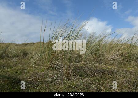 Maram Grass am sonnigen Tag mit blauem Himmel und weißen Wolken, Jersey, Kanalinseln. Stockfoto