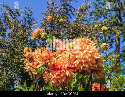 Dahlia in Butchart Gardens, Victoria, British Columbia, Kanada. Stockfoto