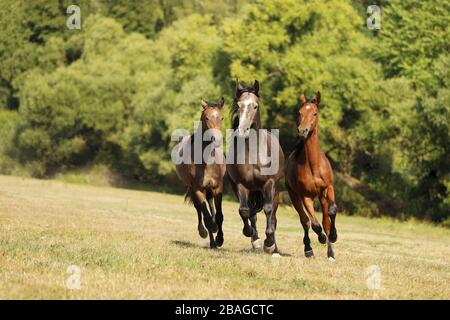 Drei junge Pferde galoppieren am sonnigen Sommertag auf der Weide. Hengste in Freiheit auf Wiese. Stockfoto