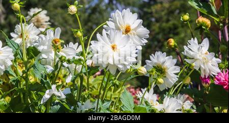 Dahlia in Butchart Gardens, Victoria, British Columbia, Kanada. Stockfoto