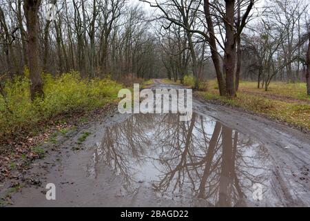 Große Pfütze auf der Rut nach Regen im Herbstwald Stockfoto