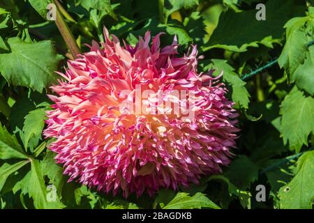 Dahlia in Butchart Gardens, Victoria, British Columbia, Kanada. Stockfoto