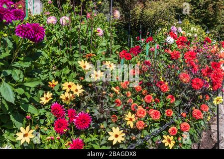 Dahlia in Butchart Gardens, Victoria, British Columbia, Kanada. Stockfoto