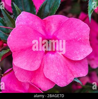 Impatiens blüht in Butchart Gardens, Victoria, Vancouver Island, British Columbia, Kanada. Stockfoto