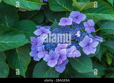 Lacecap Hydrangea in Butchart Gardens, Victoria, British Columbia, Kanada. Stockfoto