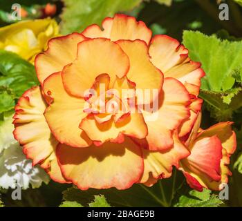 Der Garten der tuberösen Begonia in Butchart Gardens, Victoria, Vancouver Island, British Columbia, Kanada. Stockfoto