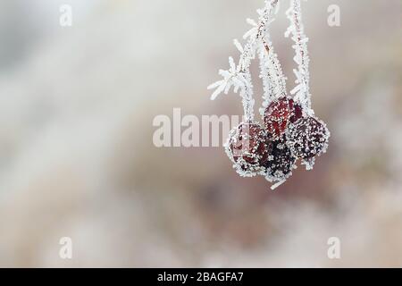 Mit heirlichem Frost bedeckte Rotbeere am Winterwald Stockfoto