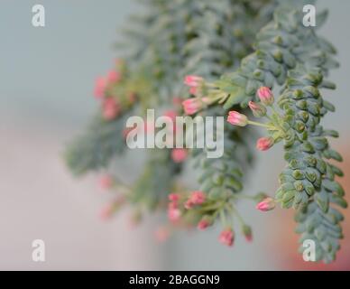 Nahaufnahme von Sedum Morganianum (Burro's Tail) in seltener Blüte. Rosafarbene Blumen. Verschwommener Hintergrund. Stockfoto