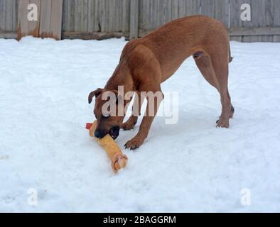 Junge Pit Bullen Welpen draußen im Schnee mit einem großen Rawhide-Knochen spielen. Stockfoto