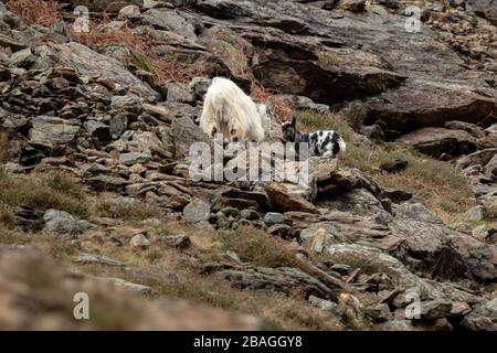 Wilde walisische Feral Longhorn Mountain Goat in Snowdonia North Wales Stockfoto