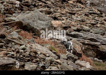 Wilde walisische Feral Longhorn Mountain Goat in Snowdonia North Wales Stockfoto