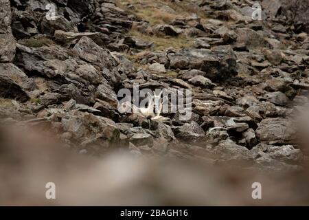 Wilde walisische Feral Longhorn Mountain Goat in Snowdonia North Wales Stockfoto