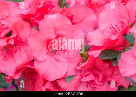 azalea blüht, rot. Blühende violette Azaleen im Wintergarten. Horizontales Nahbild von Rhodendron. Jahreszeit der blühenden Azaleen. Stockfoto