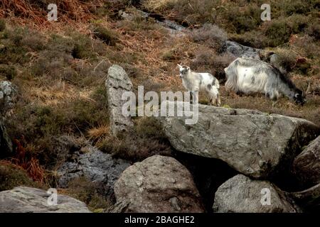 Wilde walisische Feral Longhorn Mountain Goat in Snowdonia North Wales Stockfoto