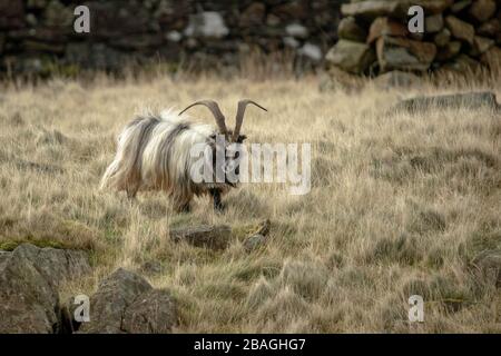 Wilde walisische Feral Longhorn Mountain Goat in Snowdonia North Wales Stockfoto