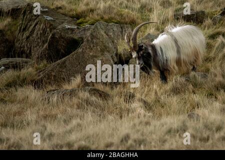 Wilde walisische Feral Longhorn Mountain Goat in Snowdonia North Wales Stockfoto