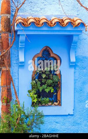 Das Fenster ist mit Efeue, Chefchaouen, Marokko, bedeckt. Vertikal Stockfoto
