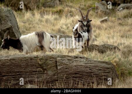 Wilde walisische Feral Longhorn Mountain Goat in Snowdonia North Wales Stockfoto