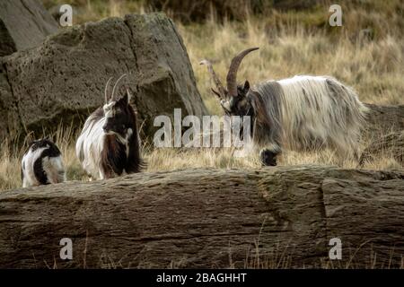 Wilde walisische Feral Longhorn Mountain Goat in Snowdonia North Wales Stockfoto