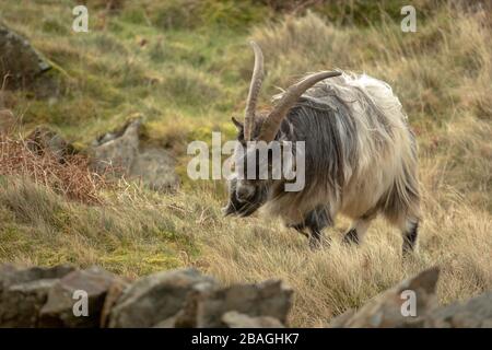 Wilde walisische Feral Longhorn Mountain Goat in Snowdonia North Wales Stockfoto