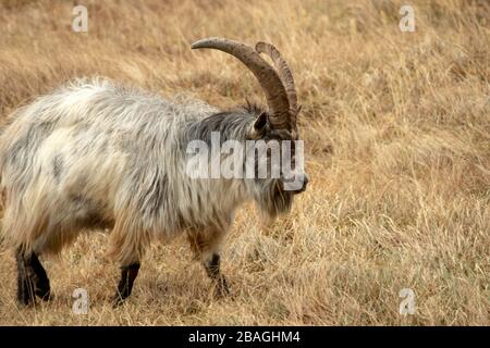 Wilde walisische Feral Longhorn Mountain Goat in Snowdonia North Wales Stockfoto