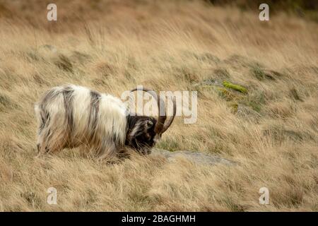 Wilde walisische Feral Longhorn Mountain Goat in Snowdonia North Wales Stockfoto