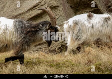 Wilde walisische Feral Longhorn Mountain Goat in Snowdonia North Wales Stockfoto