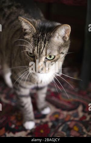 Tabbykatze steht auf einem bunten Teppich und sieht weg, selektive Fokussierung Stockfoto